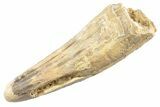 Fossil Spinosaurus Tooth - Feeding Worn Tip #360153-1